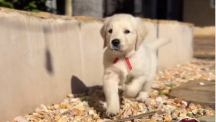 cagnolino golden retriever