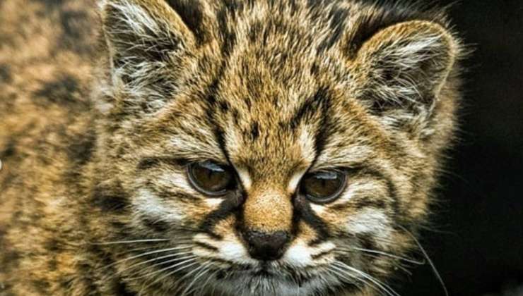 Kodkod in primo piano