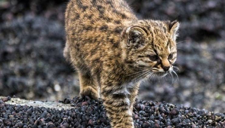 Kodkod cammina sulle rocce