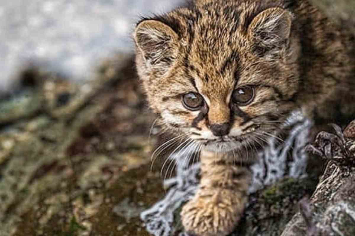 esemplare di kodkod nella natura