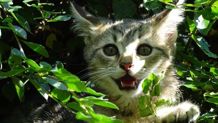 cucciolo di gatto con labbra nere