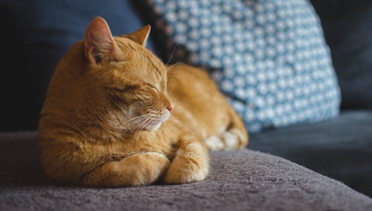 gatto arancione dorme sul divano