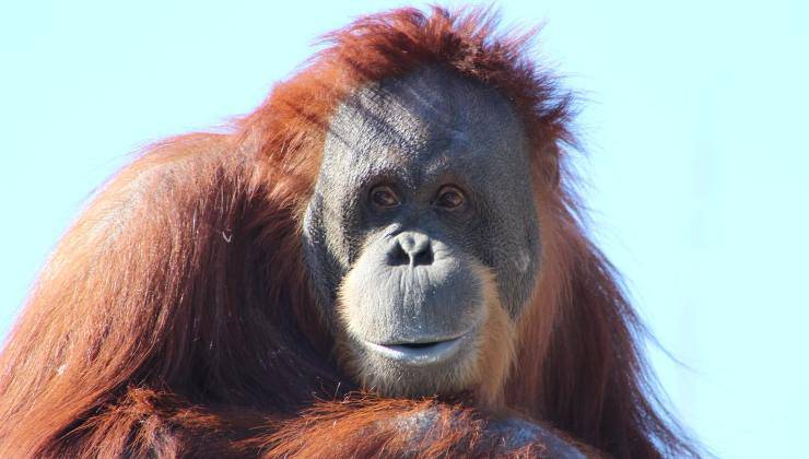 Esemplare di orangotango 