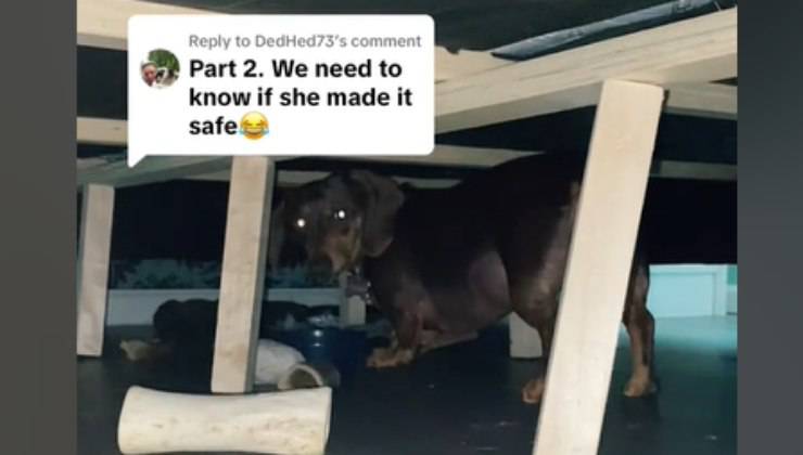 il bassotto nascosto sotto al letto