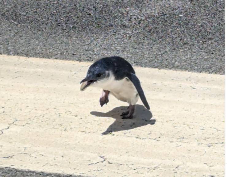 pinguino blu in aeroporto