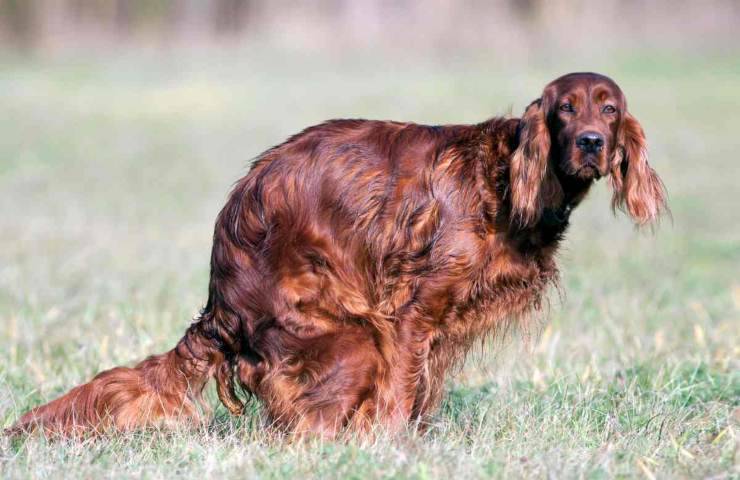 Come decide dove fare la cacca il tuo cane