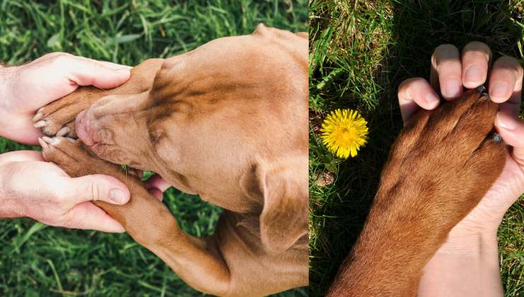 prendersi cura delle zampe del cane