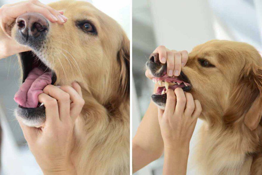 controllo della bocca del cane