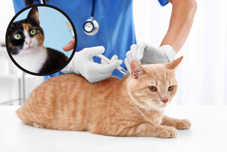 vaccini per il gatto