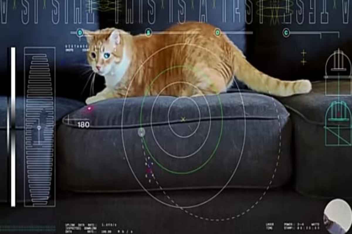 Il video del gattino arrivato dallo spazio