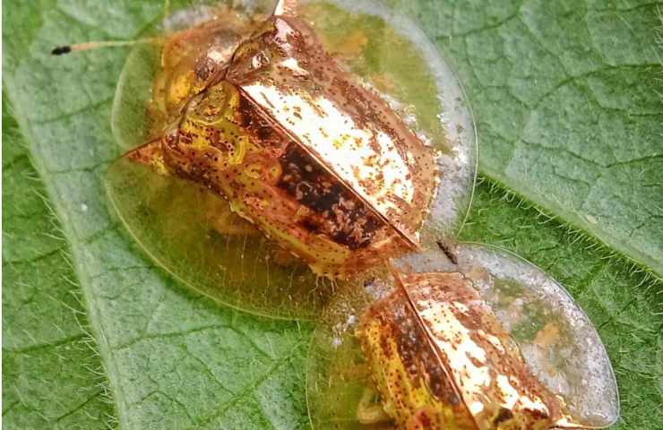 Sembrano orecchini d'oro ma in verità sono insetti