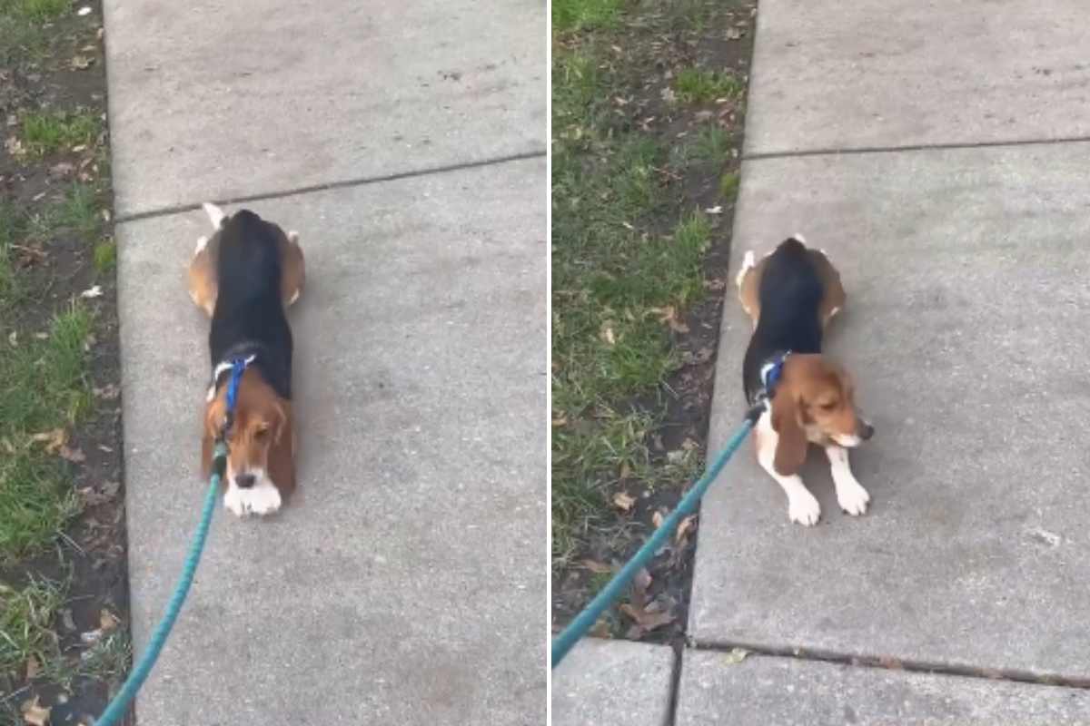 Beagle per la prima volta all'esterno