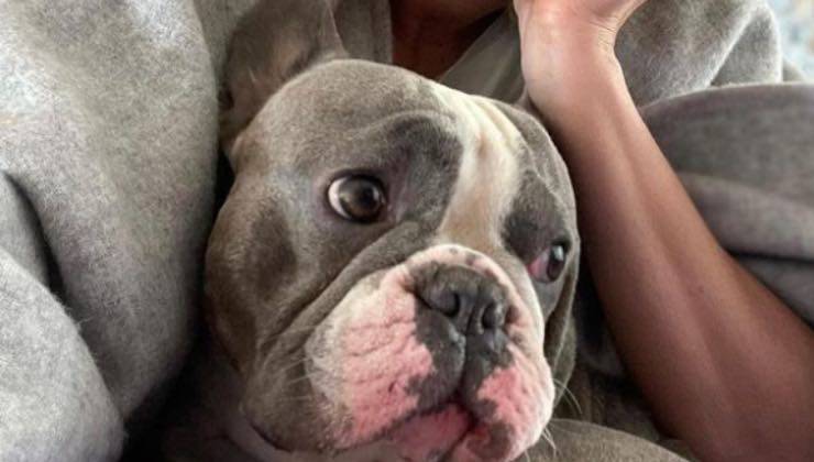 Il piccolo bulldog di Federica Pellegrini 