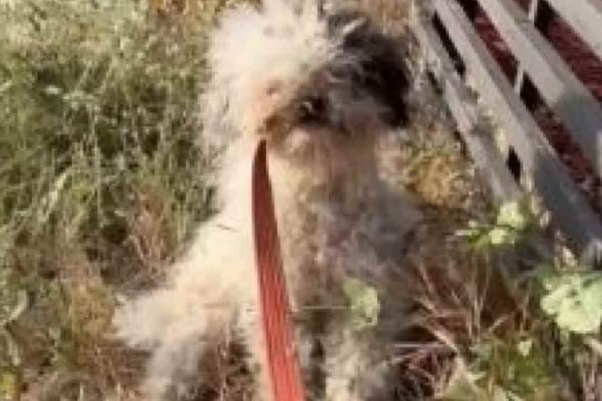 La cagnolina abbandonata nascondeva un segreto