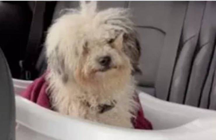 La cagnolina abbandonata nascondeva un segreto