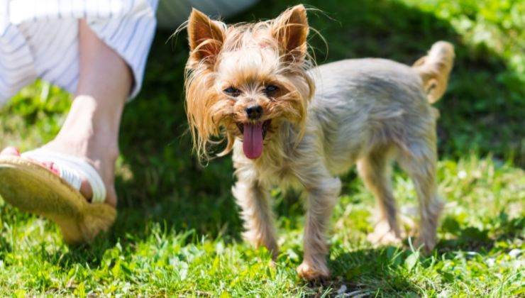 Cane vicino alla sua umana ansima perché è in calore