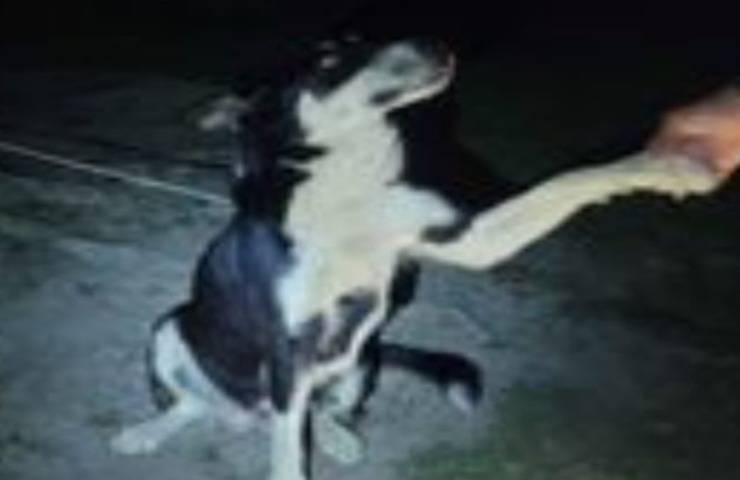 Abbandonato legata ad un albero senza acqua ne cibo