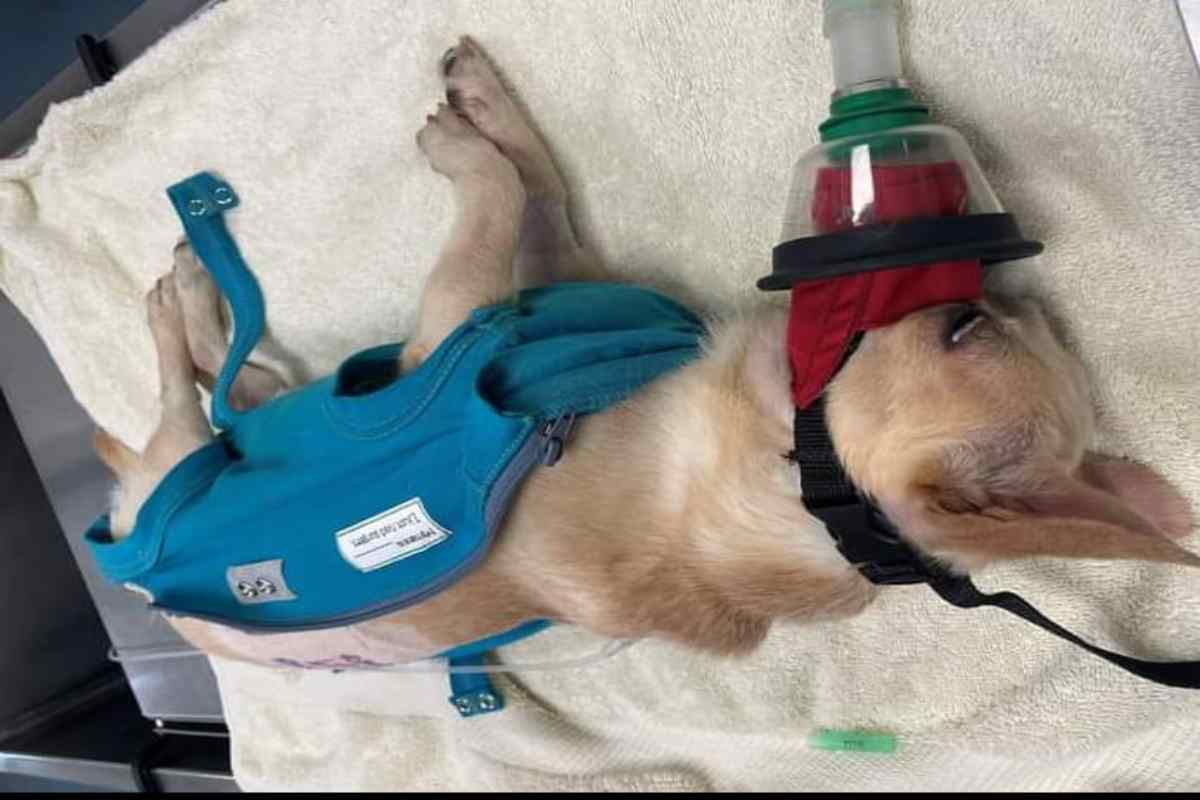 Truccato" da convalescente per intenerire i suoi salvatori