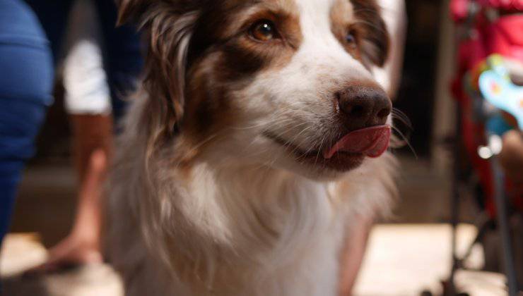 Cane con la lingua fuori dalla bocca 