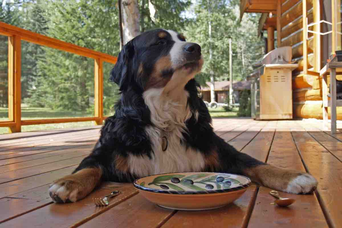 Cane felice seduto in veranda