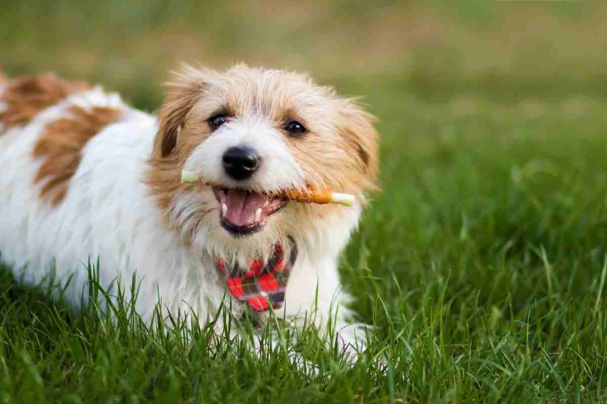 Anche il tuo cane deve prepararsi alla primavera