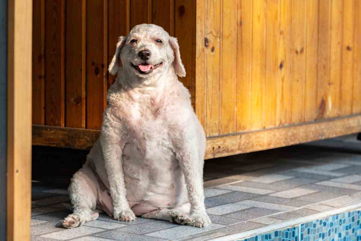 Questa razza è predisposta all'obesità