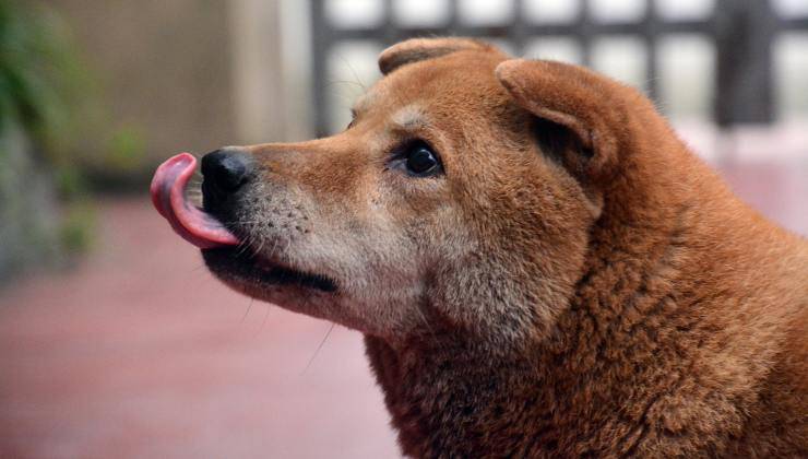 Cane vuole leccare qualcosa 