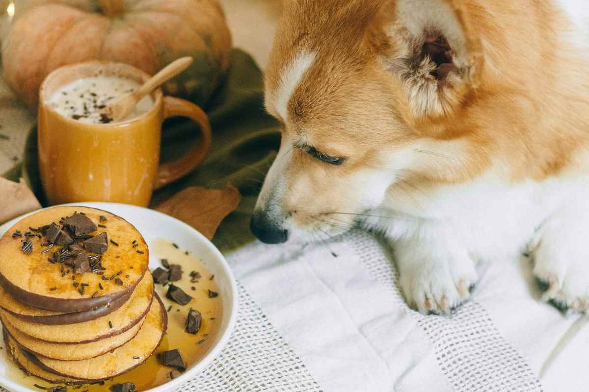 Cane punta al cioccolato