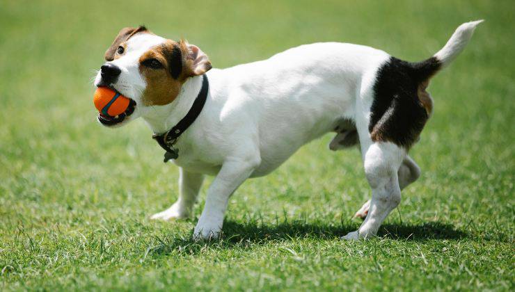 Un cane bianco e marrone ha la palla in bocca che gli ha chiesto il suo umano