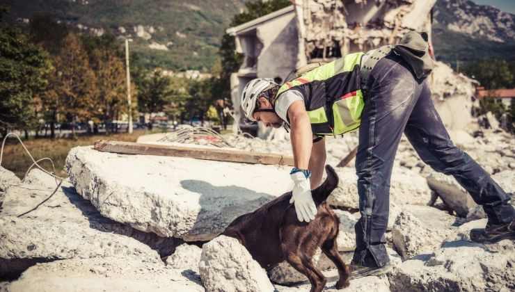 Cane da ricerca al lavoro