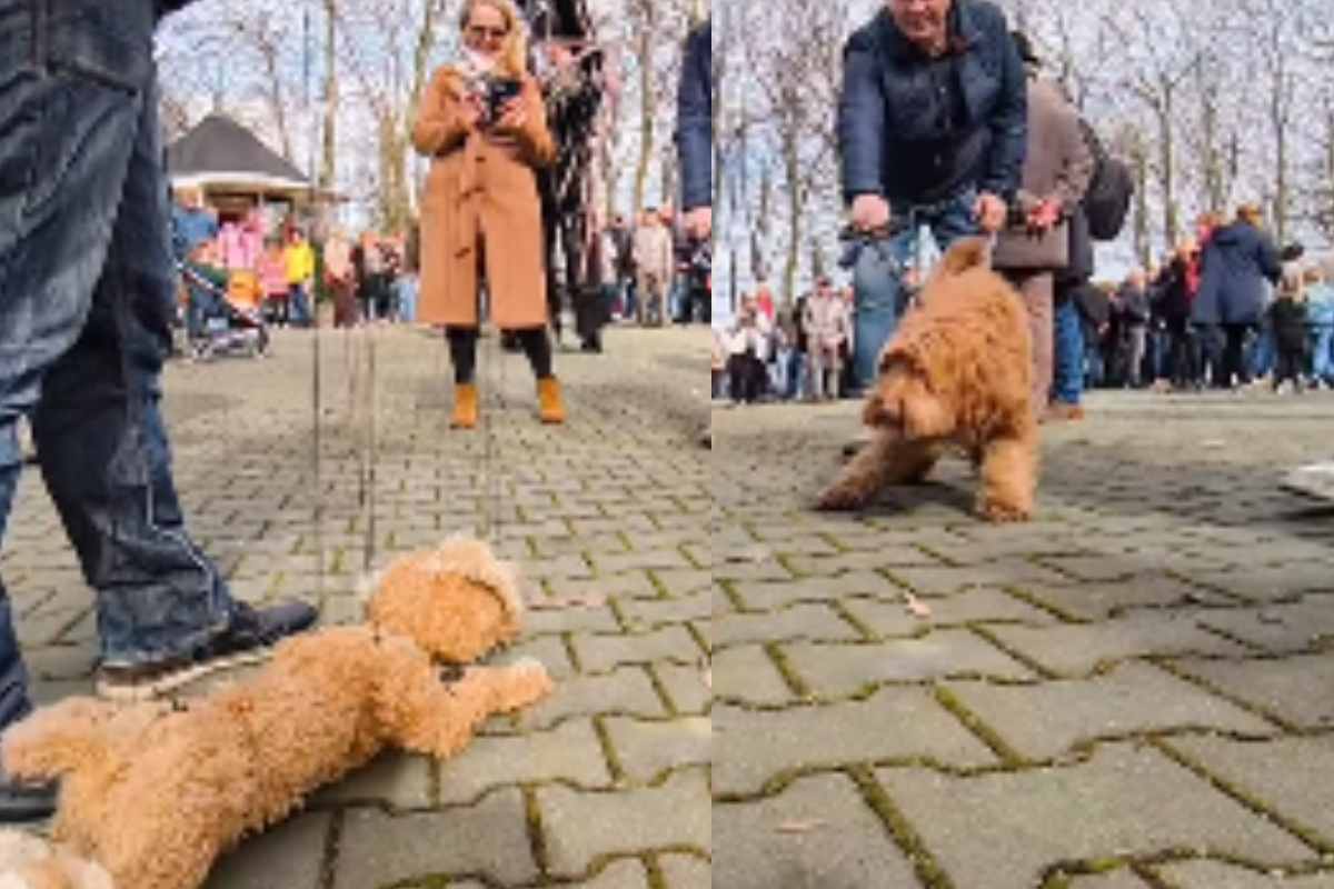 Cani si incontrano per strada