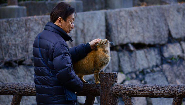 Uomo accarezza un gatto su una staccionata 