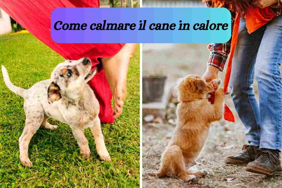 Un cane mordicchia il pantalone della sua umana perché è in calore