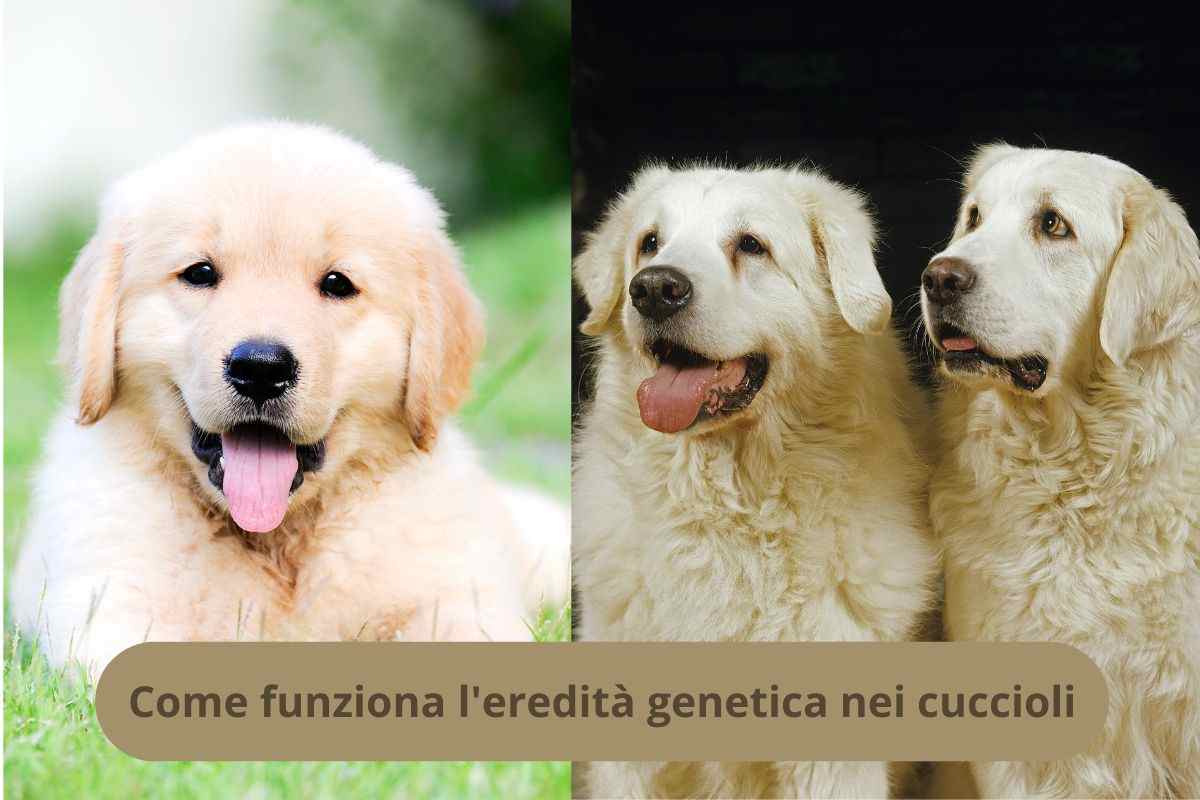 Cucciolo e genitori