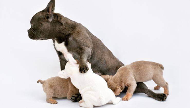 Mamma cagna e cuccioli