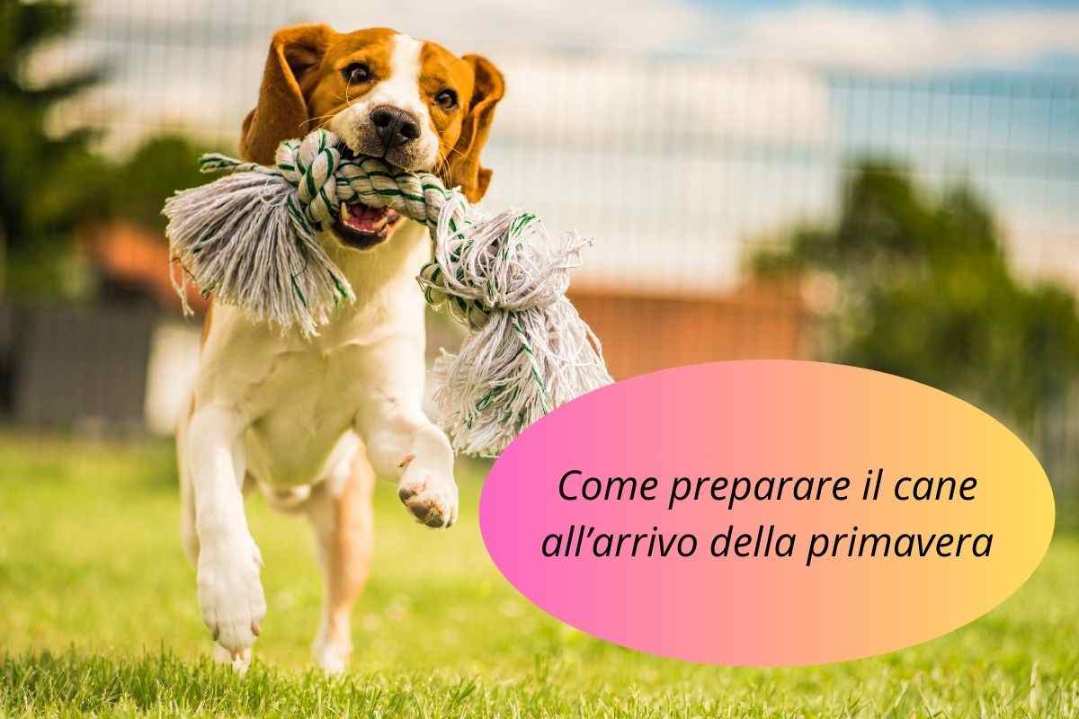 Cane corre felice nel giardino in una giornata primaverile