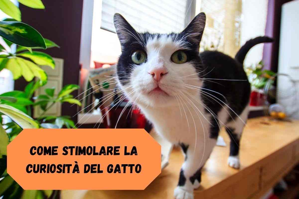 Gatto bianco e nero si avvicina all'obiettivo della fotocamera perché stimola la sua curiosità