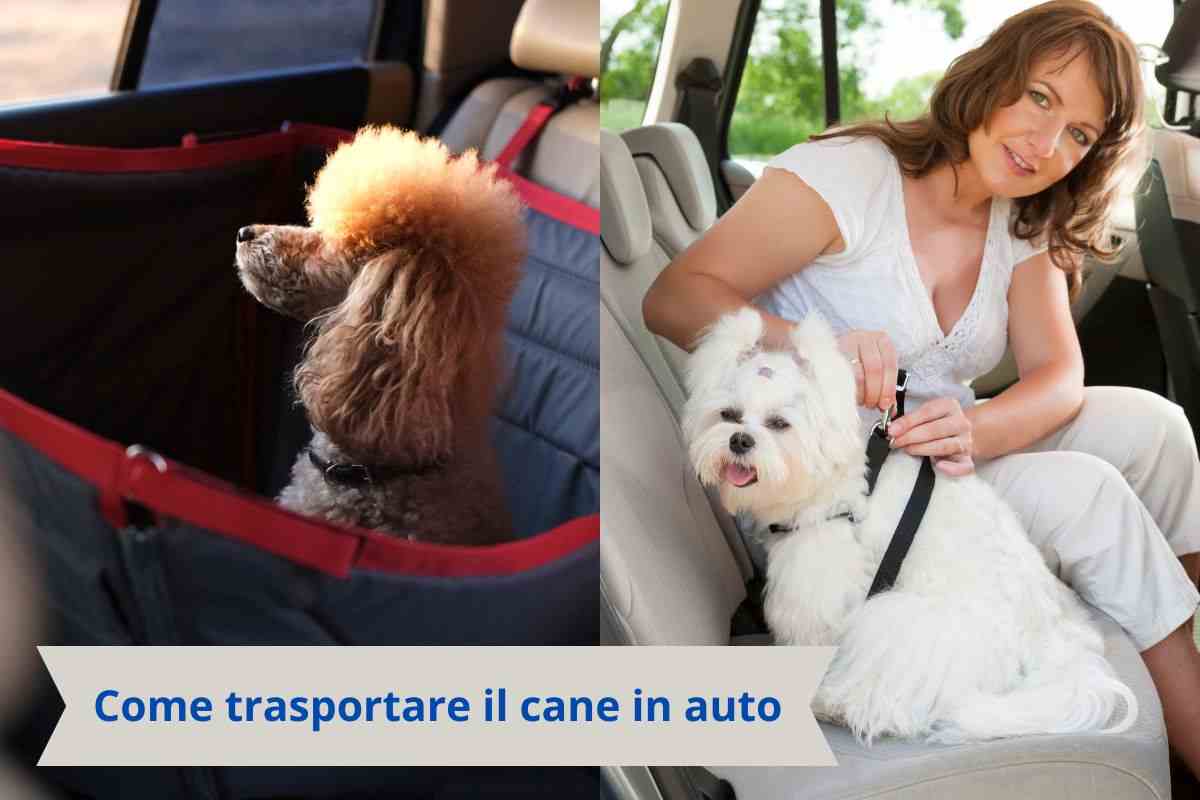 Cani in macchina in sicurezza