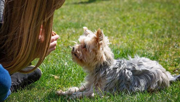 Ragazza con Yorkshire terrier nel prato 