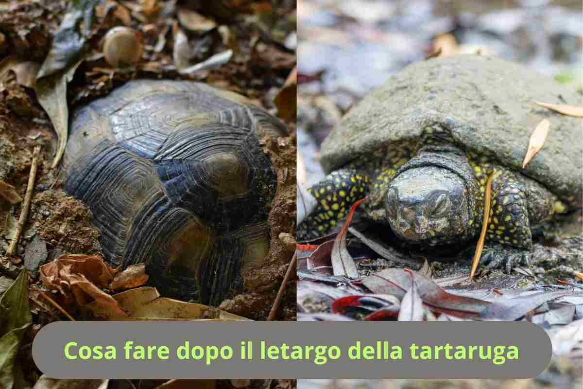 Tartaruga in letargo e dopo il letargo