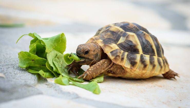 Tartaruga mangia insalata