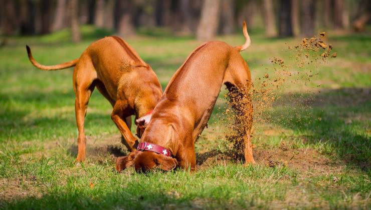 Cani scavano nel giardino per sotterrare il cibo uno delle cose strane che fanno i cani