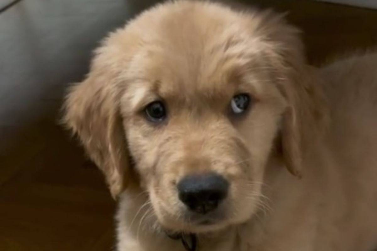 Cucciolo con il singhiozzo