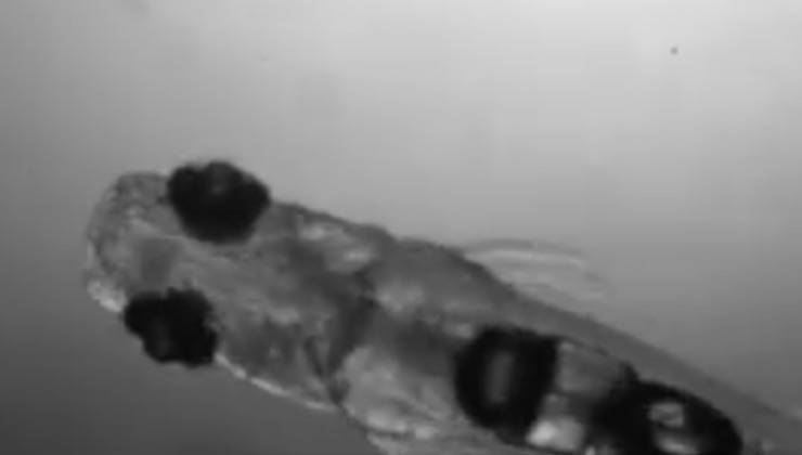 Danionella cerebrum monocromatica in acqua 