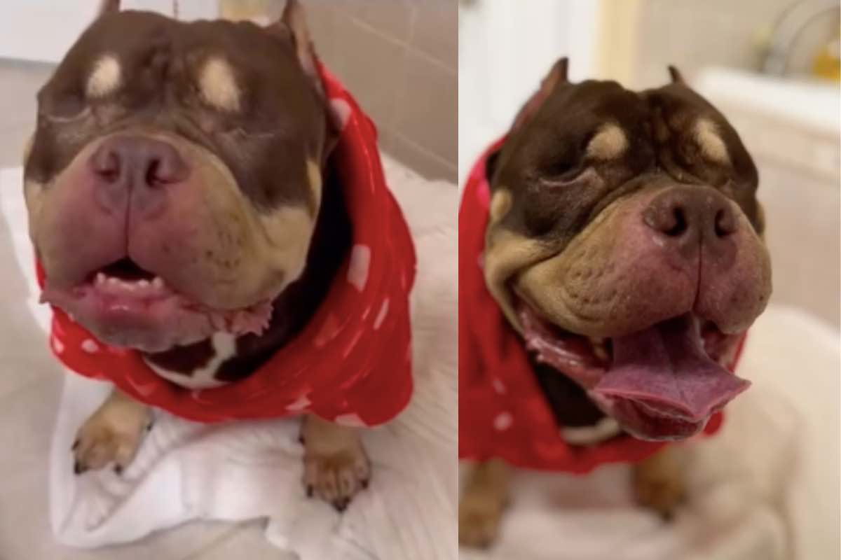 Cane sul lettino con asciugamano rosso