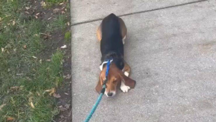 beagle ha paura