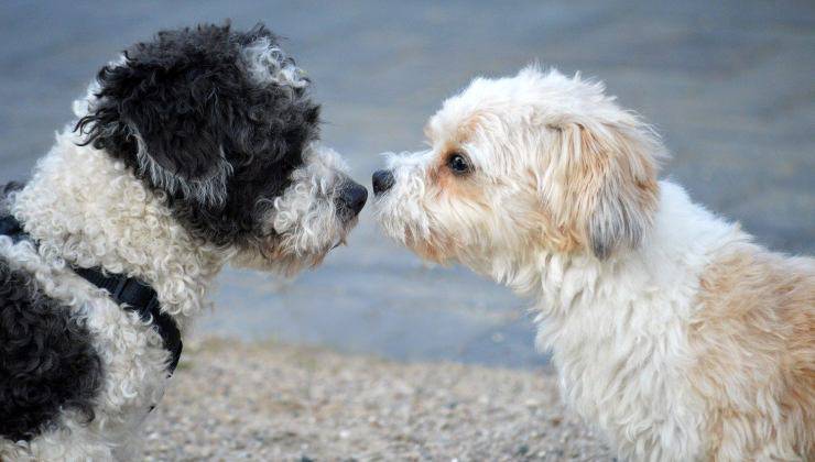 Due cagnolini si guardano 