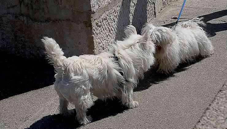 Due cani maltesi naso a naso