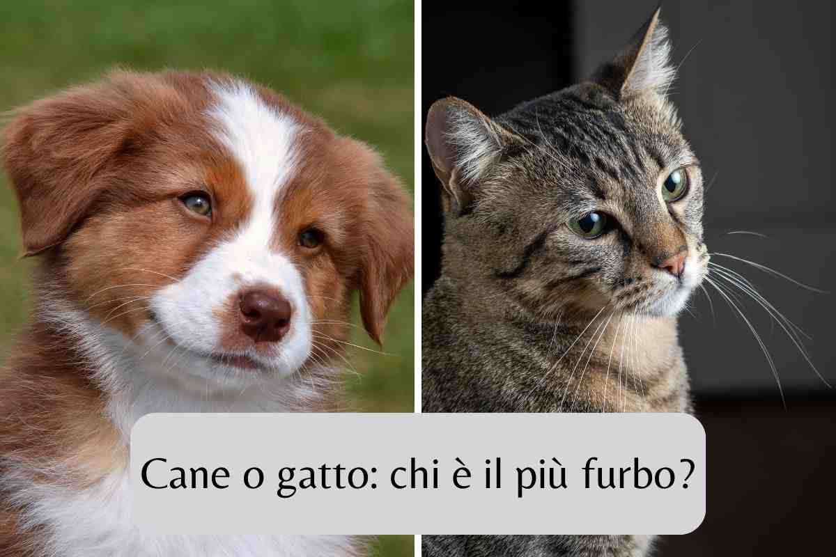 Cane e gatto presentano uno sguardo furbo