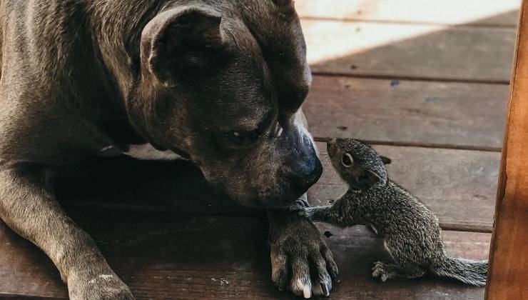 pitbull con scoiattolo